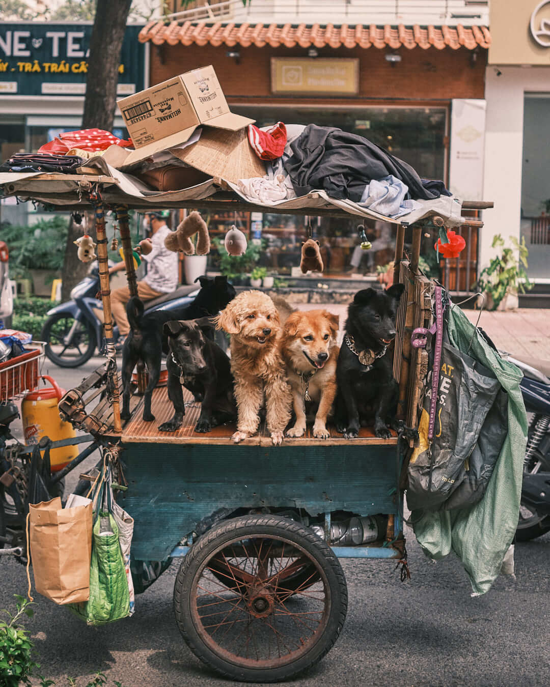 A unique and endearing image of dogs riding a decorated mobile cart, illustrating the quirky charm of the city's streets.